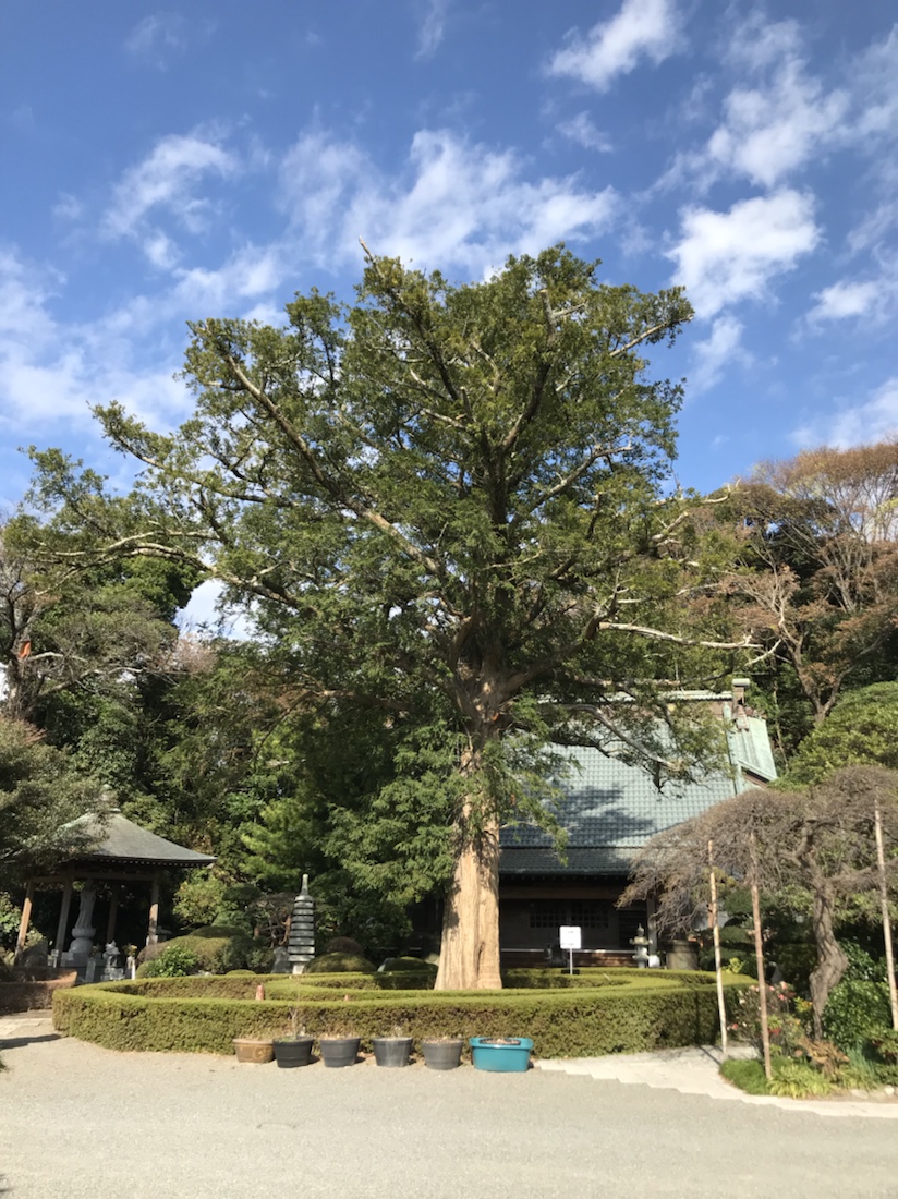 西光寺　樹齢500年　かやの木